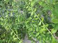 Finger Lime, Australian Finger Lime / Microcitrus australasica
